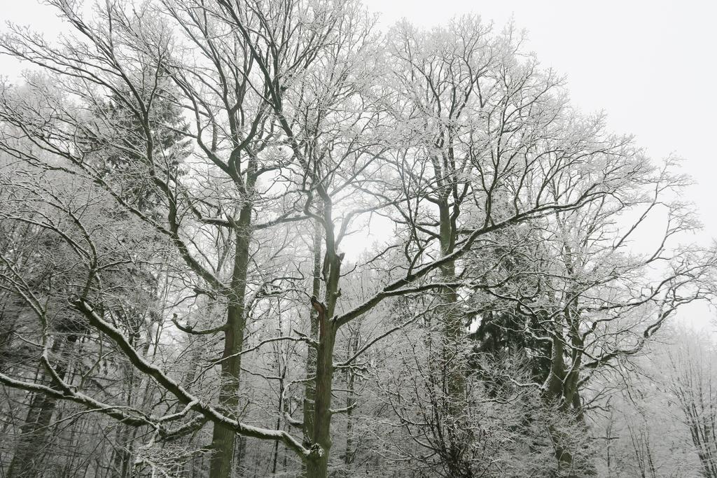Cztery Pory Roku Guest House Bialowieza Bagian luar foto