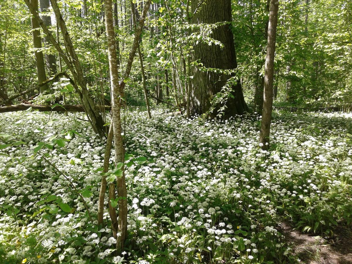 Cztery Pory Roku Guest House Bialowieza Bagian luar foto
