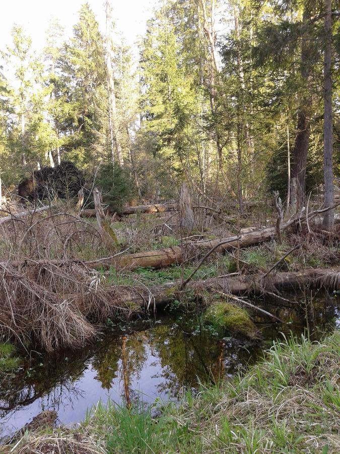 Cztery Pory Roku Guest House Bialowieza Bagian luar foto